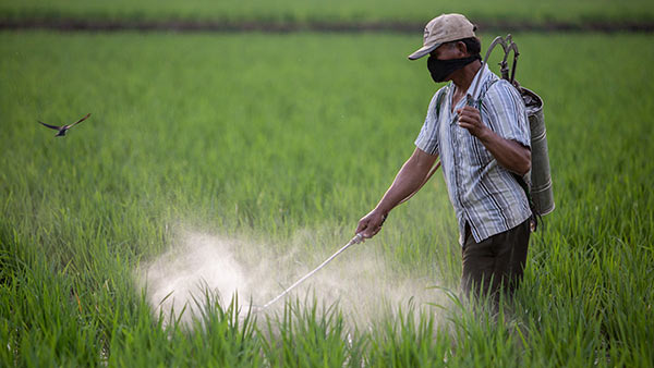 INDONESIA: Strategic Irrigation Modernization and Urgent Rehabilitation