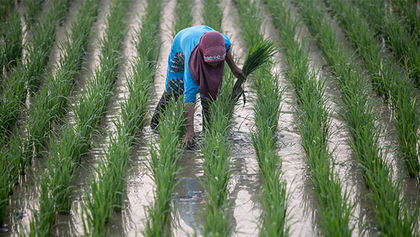 INDONESIA: Strategic Irrigation Modernization and Urgent Rehabilitation