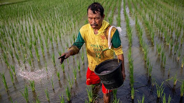 INDONESIA: Strategic Irrigation Modernization and Urgent Rehabilitation