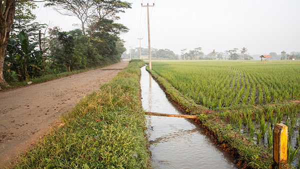 INDONESIA: Strategic Irrigation Modernization and Urgent Rehabilitation